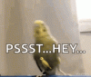 PSST rude bird.gif