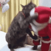 cat-christmas.gif