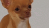 dog-c848859b.gif