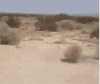 desert-tumble-weed.gif