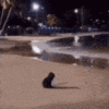 CattoAbandoned.gif