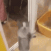 yippiecat.gif