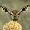 1740524673586.gif