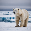 Screenshot 2025-03-01 at 01-56-13 polar-bear.jpg (JPEG Image 1536 × 1536 pixels) — Scaled (49%).png