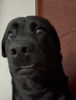 1000027805.gif