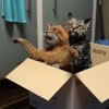Catanic.jpg