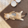 1741411352238.png