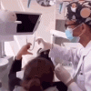 dentist-hand.gif