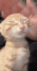 xiomimi-cat.gif