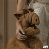 alf whaaaat.gif