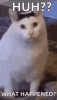 1743364585972.gif