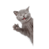 2338671_56000.gif