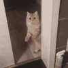 689e96f235f9e80ef6beb89dbbee11ea.gif