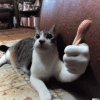 catthumb.gif
