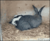 rabbit.gif
