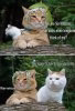 Sir_Mittens_Meme_480x480.jpg