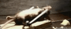 rat.gif