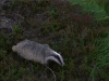 1745255381375.gif