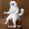 confused-white-persian-guardian.gif