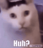 cat-huh.gif