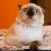 confusedcat.jpg