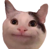cat.png
