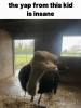 Yapp.gif