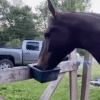 Hormpse.gif