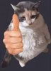 catthumb2.jpg