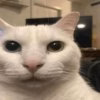 LiveCatReaction.jpg
