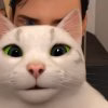 Stercat.jpg