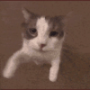 Cat Kiss GIF - Cat Kiss Cute - Discover & Share GIFs.gif