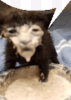 catspeach2.png