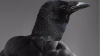 crow_chad.png