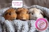 guinea-pigs-tested1.jpg