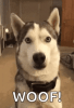 husky-siberian.gif