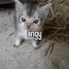 1747366153174.png