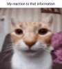 reaction.jpg