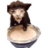 lost_in_sauce_cat.png