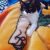 cat bump.png
