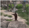 ff.gif