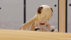 watame_melon.gif