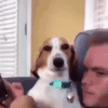 dog-dog-smile.gif