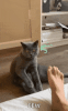 cat-kitty.gif