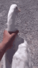 ganso.gif