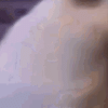 huh-cat-roblox-huh.gif