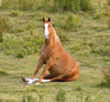 Horse Sit.png