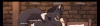 Untitled - Copy.png