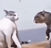 cat.gif