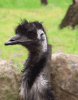 emu.gif